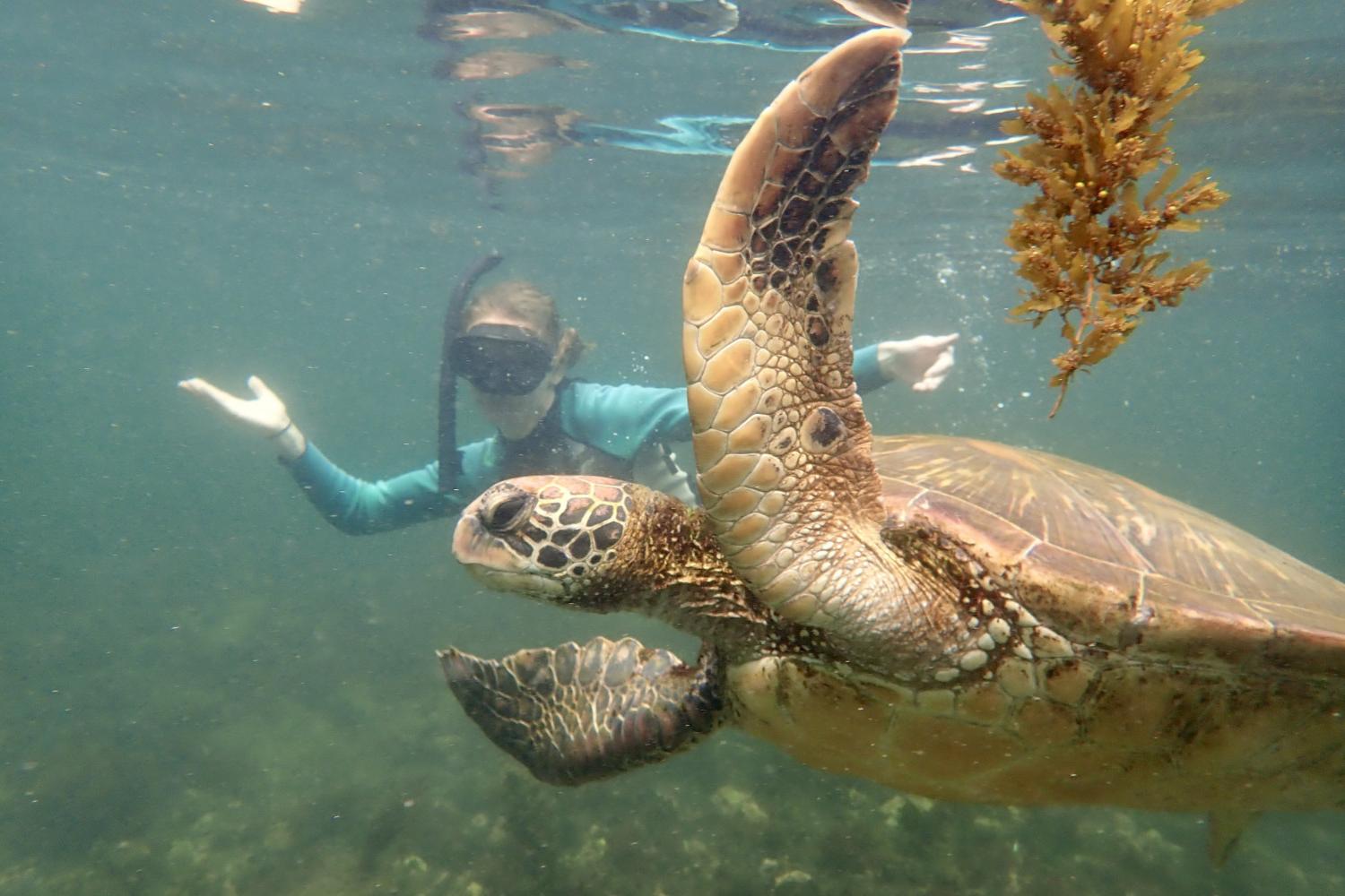 一名<a href='http://3foui.thesquarepodcast.com'>全球十大赌钱排行app</a>学生在Galápagos群岛游学途中与一只巨龟游泳.